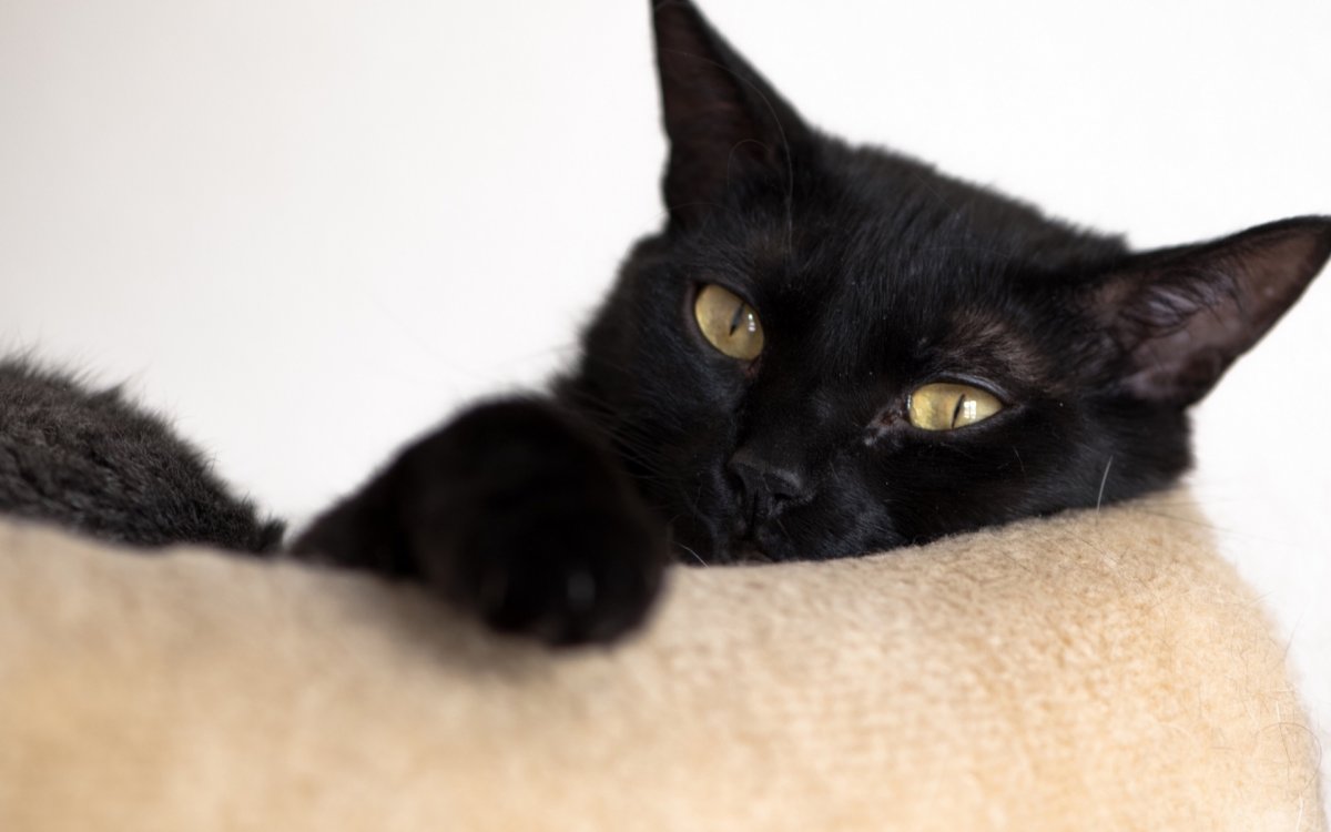 Коты с черными подушечками