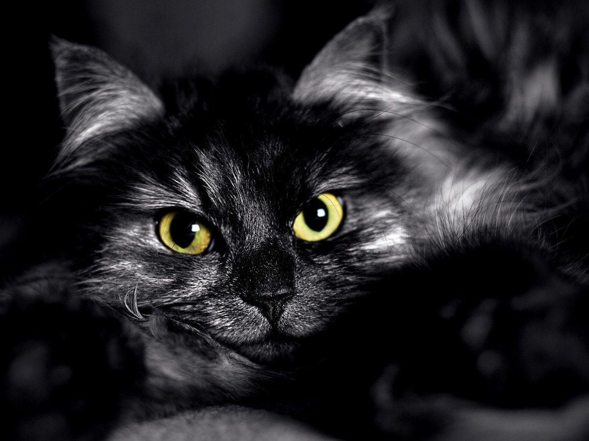 Чёрный кот