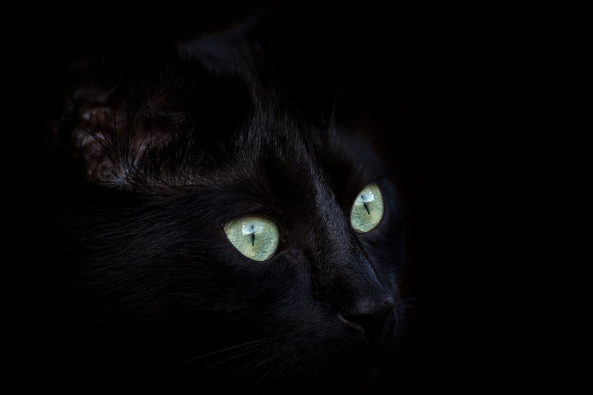 Кошачьи глаза на черном фоне