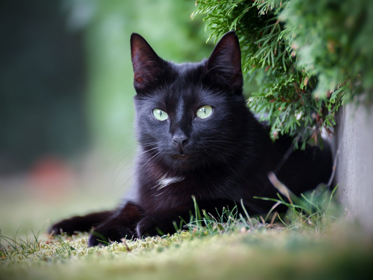 Черные коты