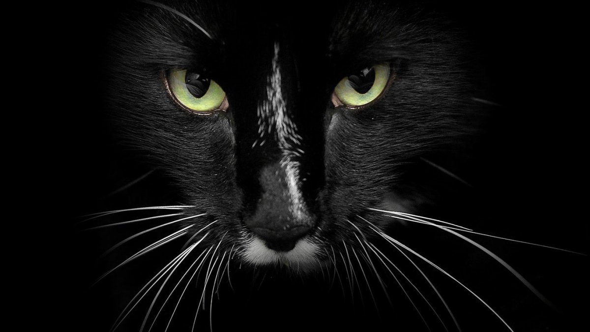 Чёрная кошка с голубыми глазами