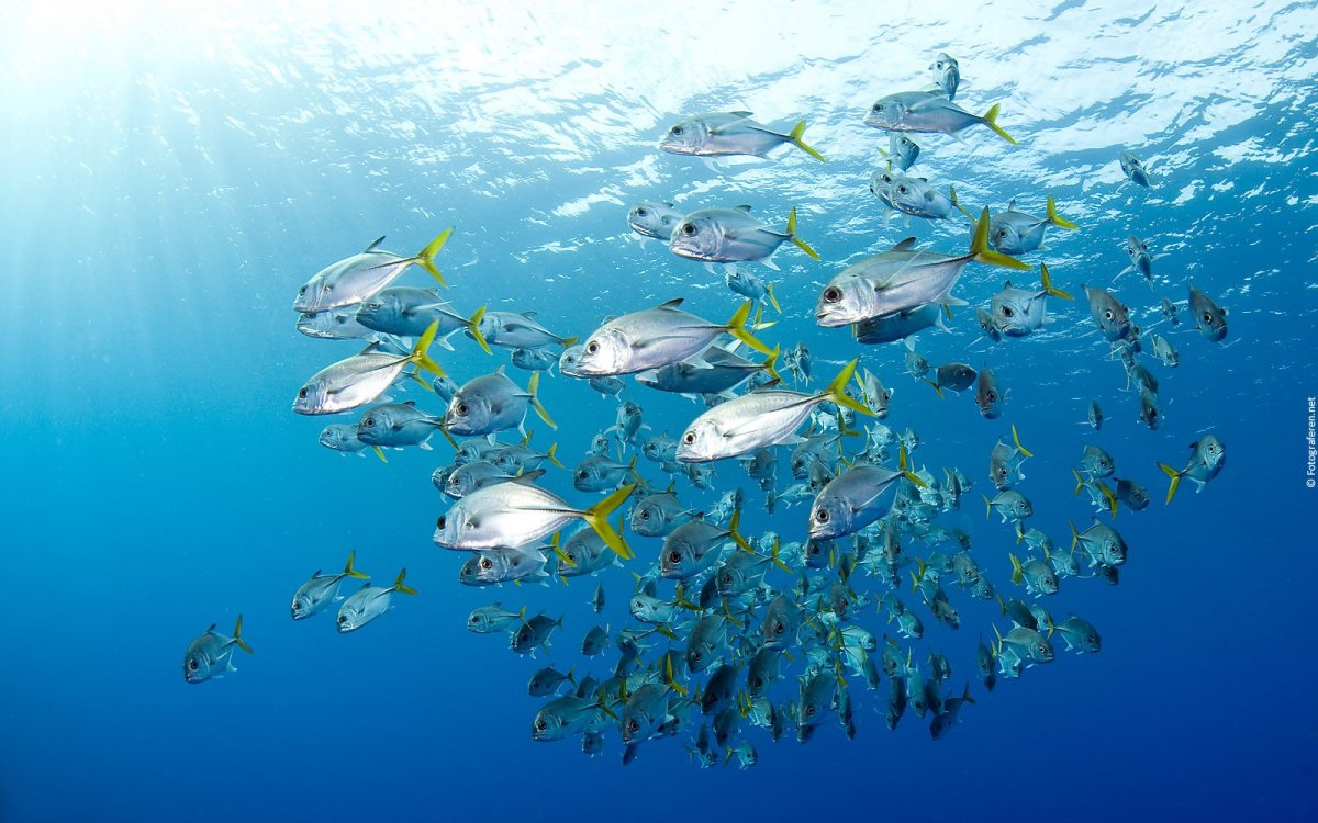 Обои плавающие листья