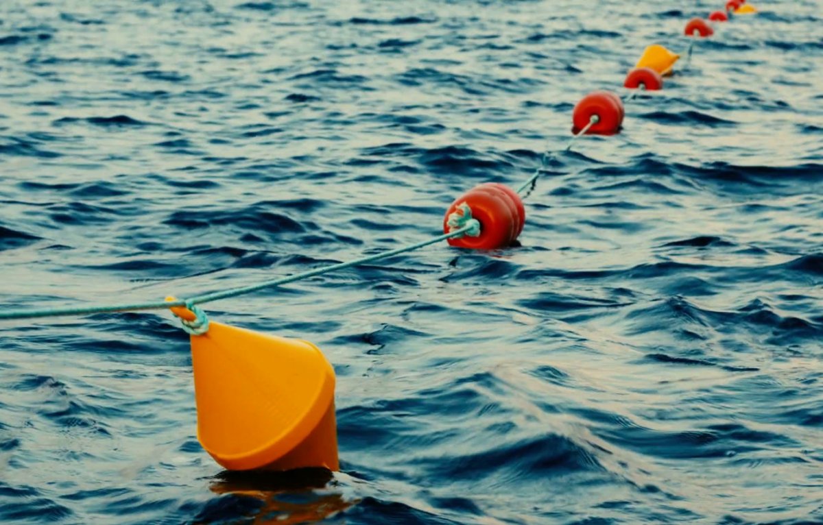 Белый лебедь