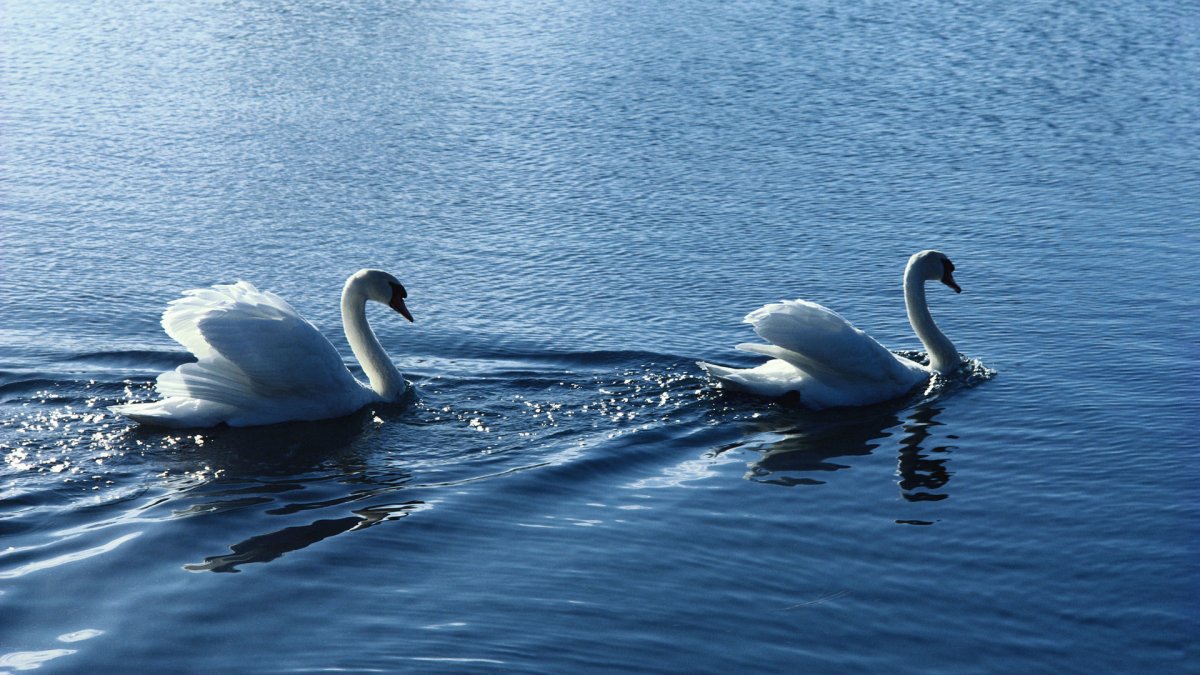 Обои на рабочий стол рыбки