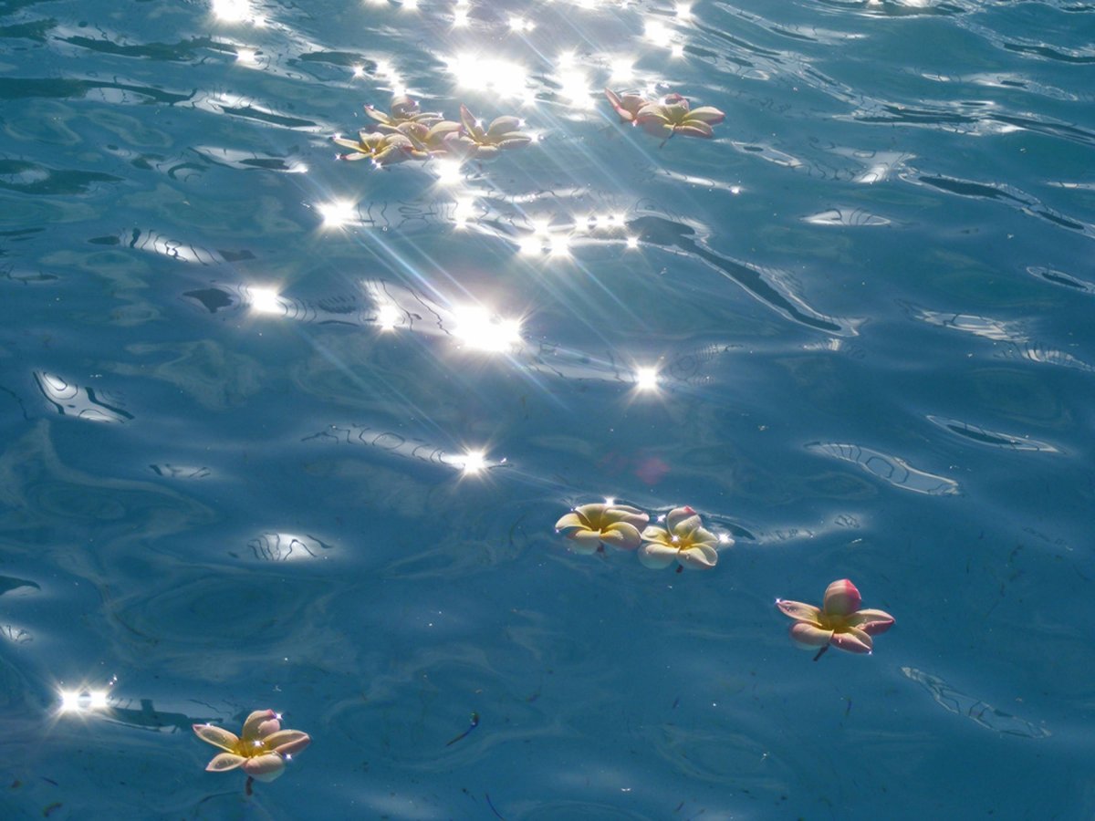 Беломордый Дельфин стая