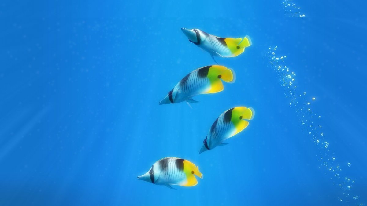 Рыбка на синем фоне