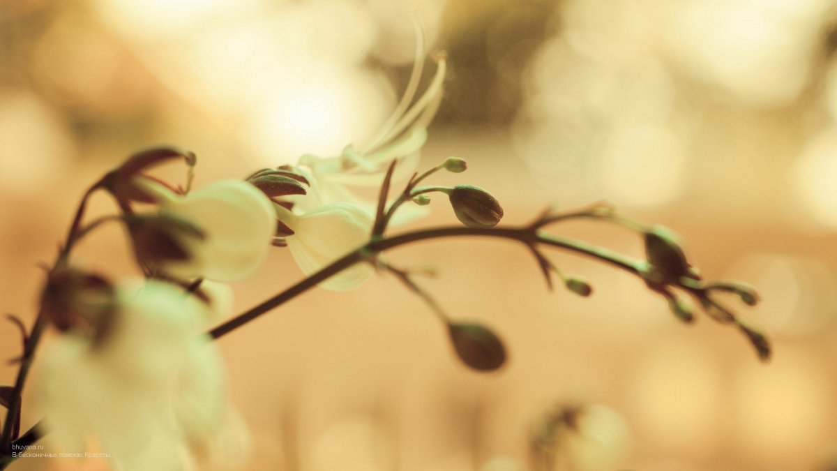 Обои на рабочий стол в бежевых тонах