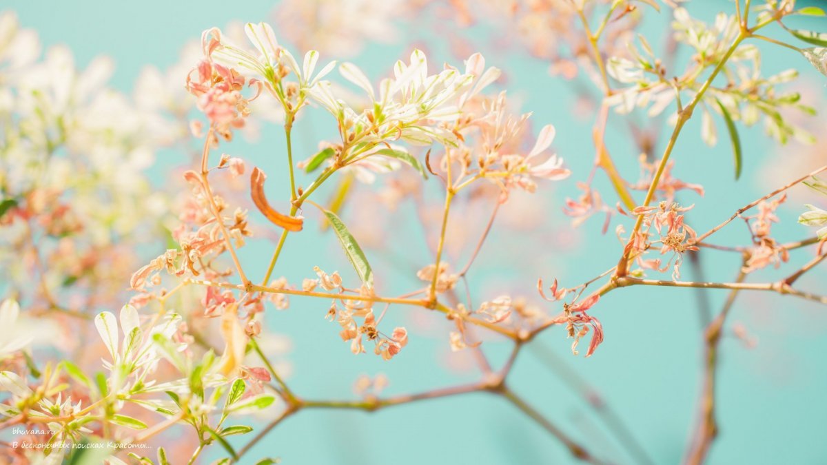 Пастельные цвета