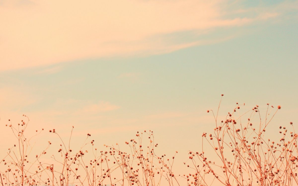 Эстетика природы Минимализм