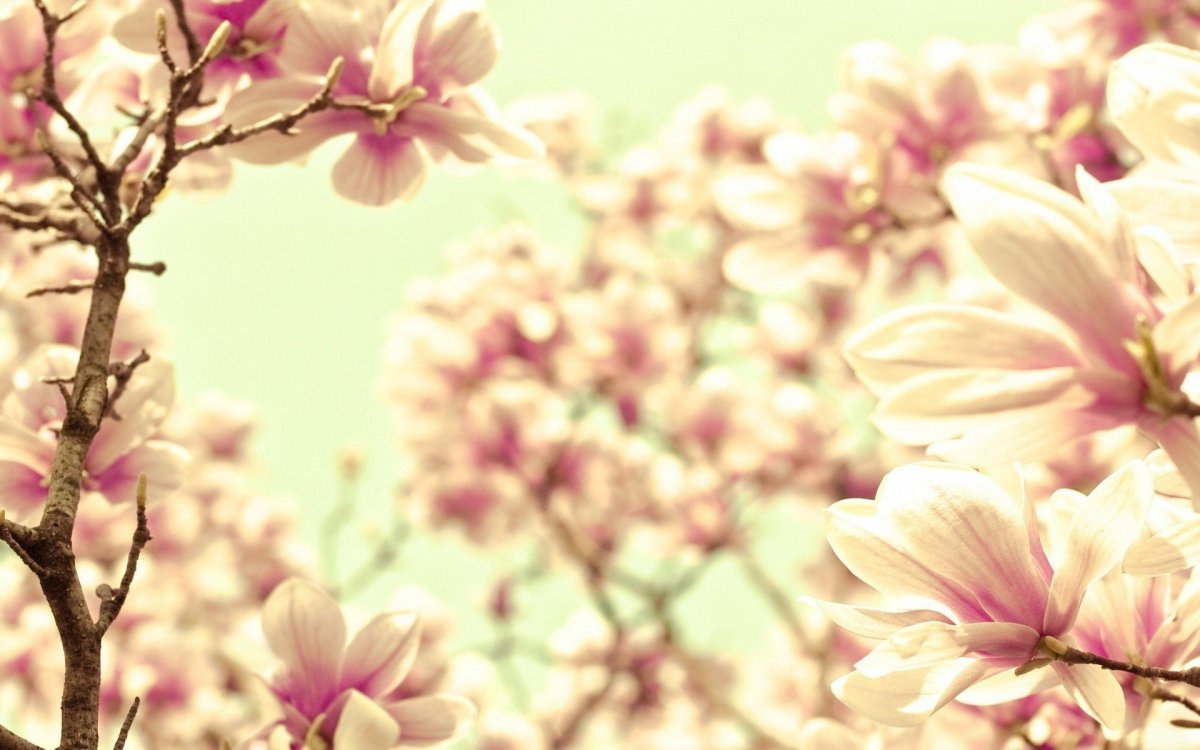 Нежный цветок