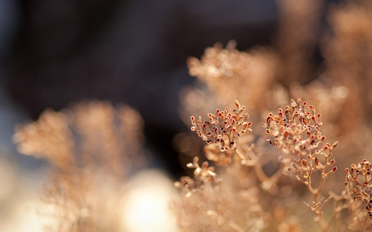 Макросъемка природа