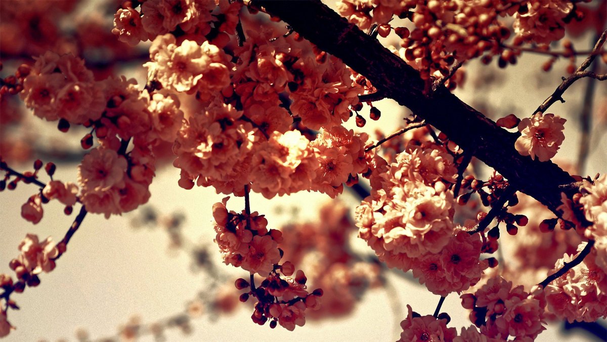 Фон для твиттера