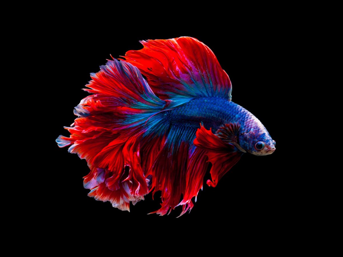 Живые обои рыбки