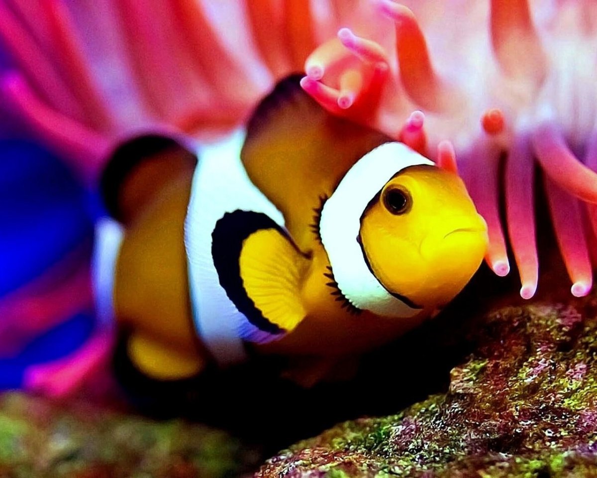 Красивая милая рыбка