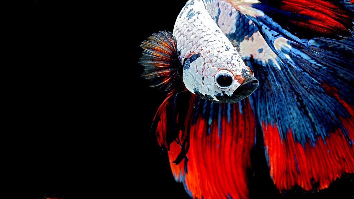 Подводный мир медузы и рыбы