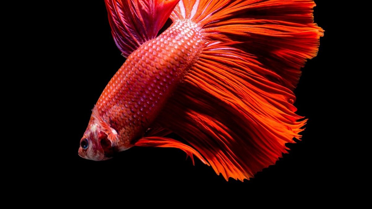 Рыбки в море