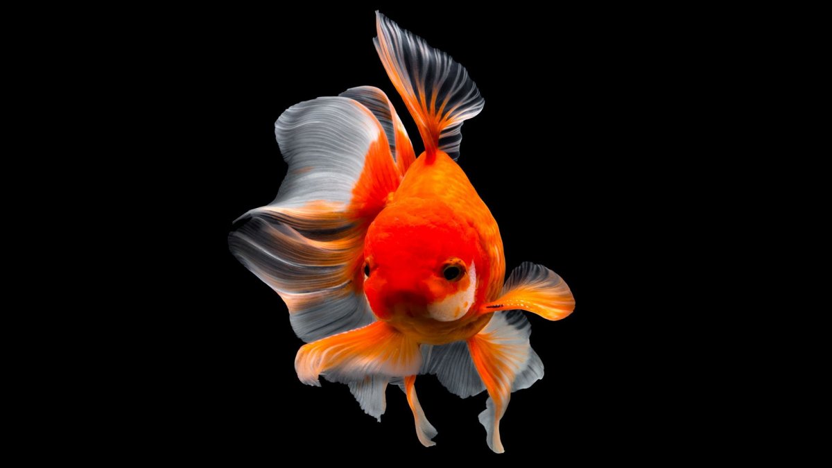 Обои на рабочий стол рыбки