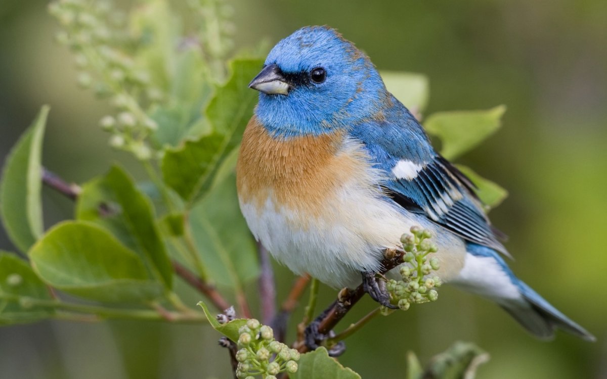 Малиновогрудая петроика