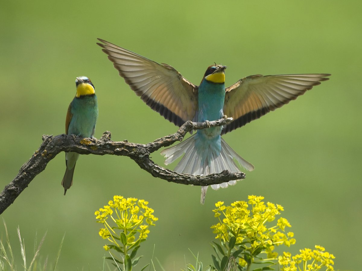 Птицы картинки