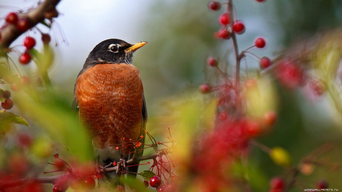 Ракша сизоворонка