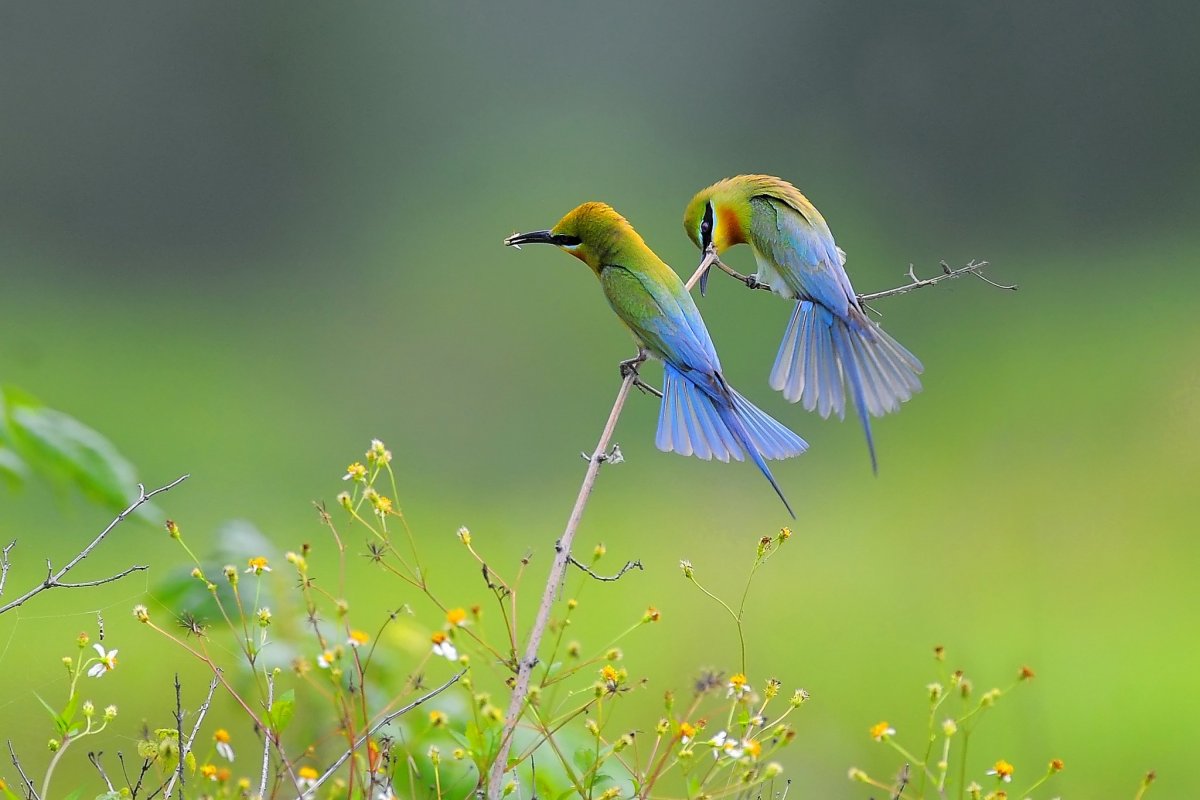 Балийская Райская птица