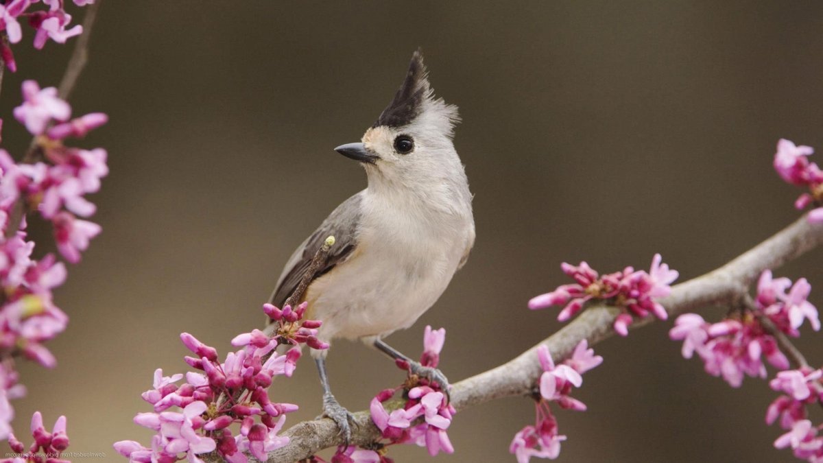 Птичка с розовым хохолком