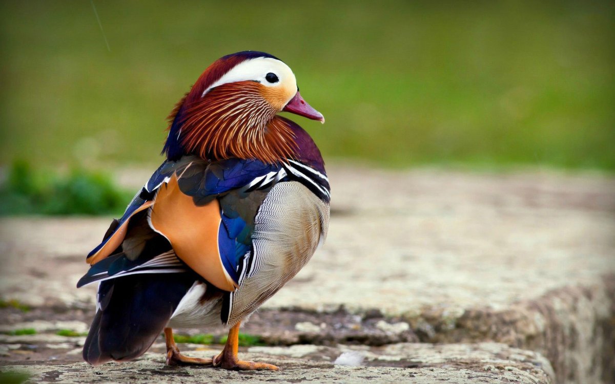 Яблоня Кардинал