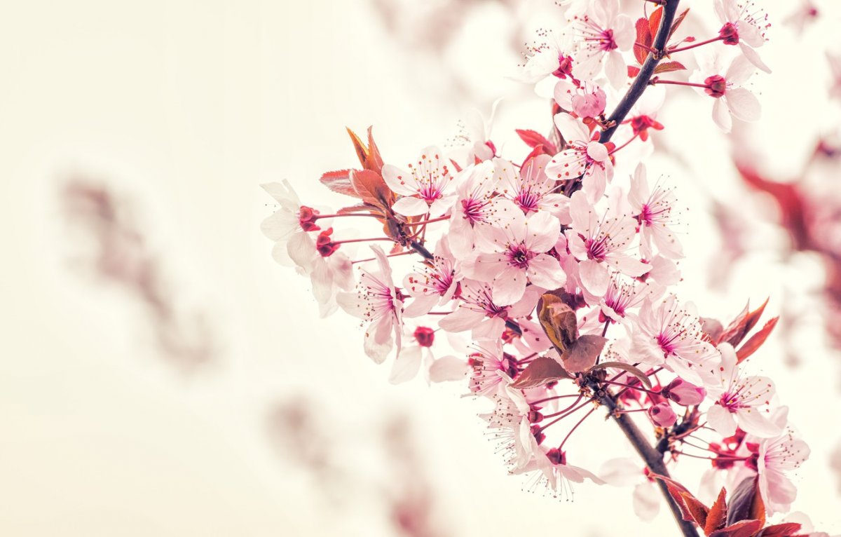 Сакура абстракция