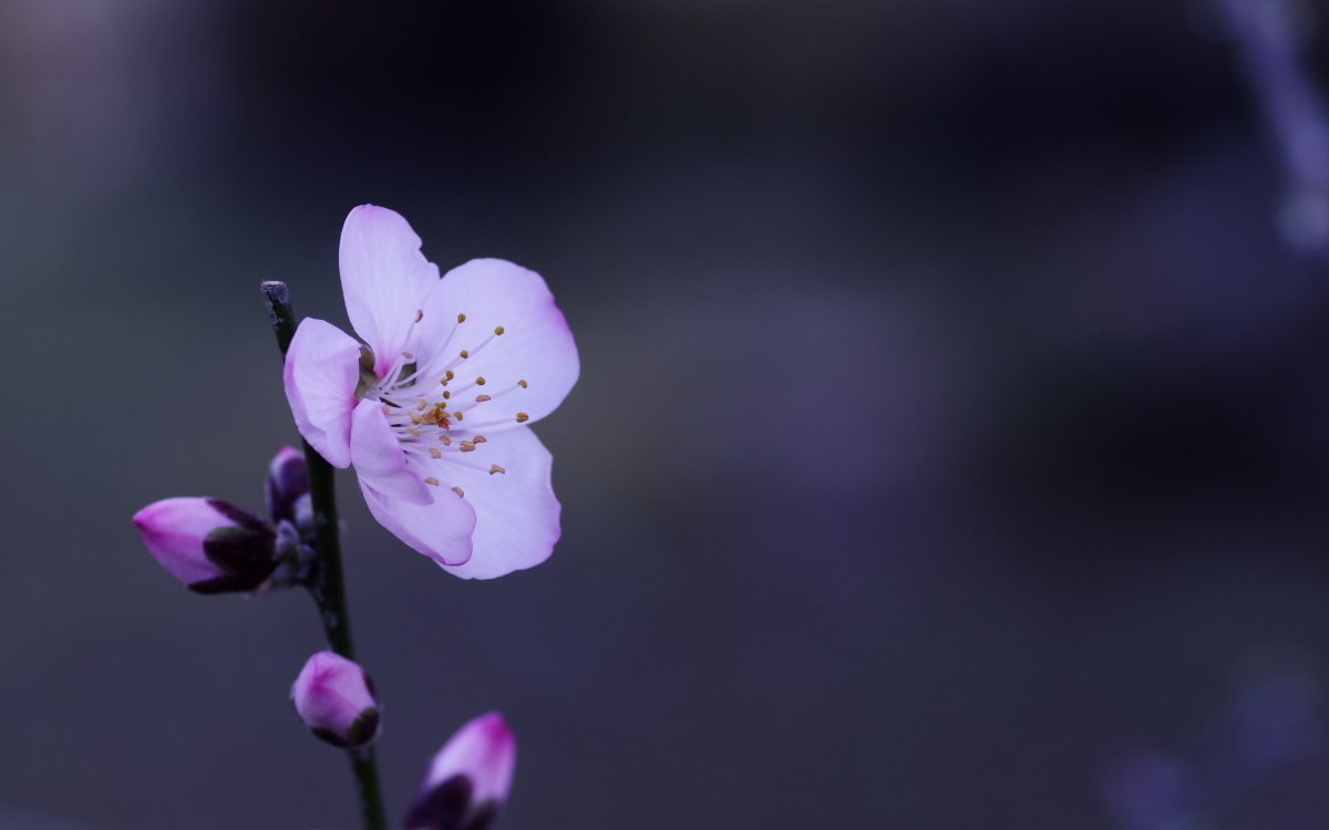 Весенняя ветка распуская свои смолистые почки