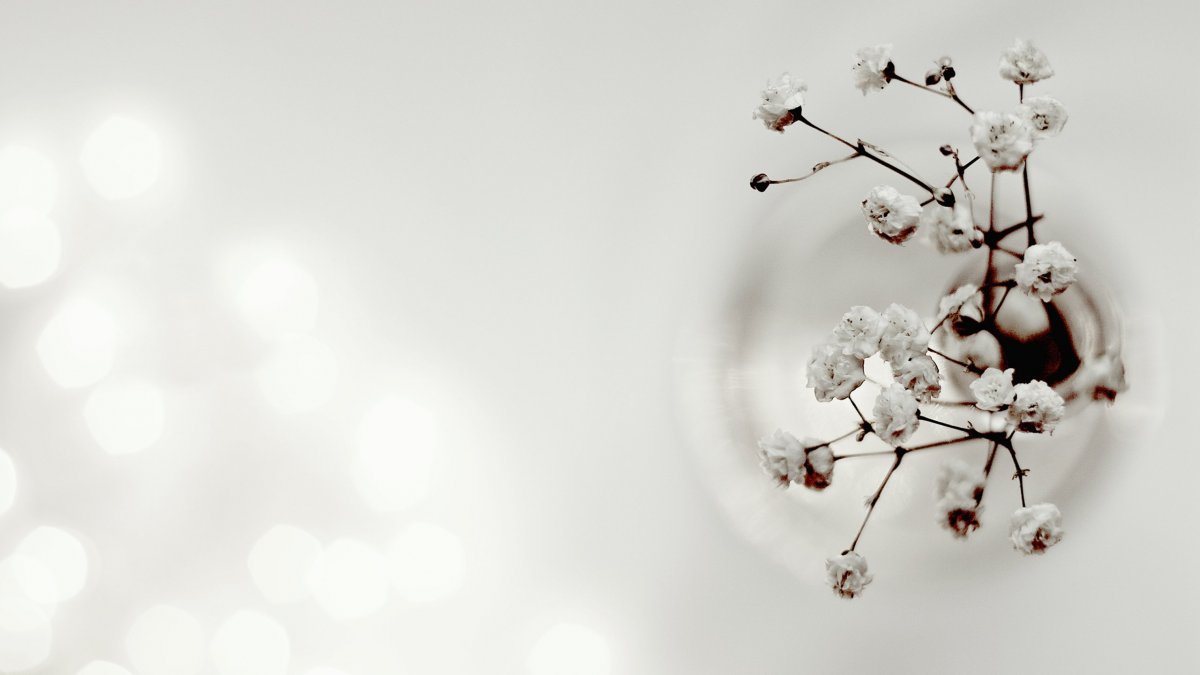 Ветка Сакуры с цветами