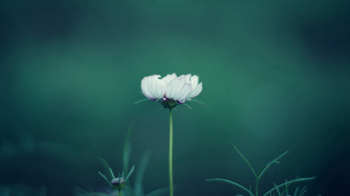 Весенние Веселые заставки на рабочий стол