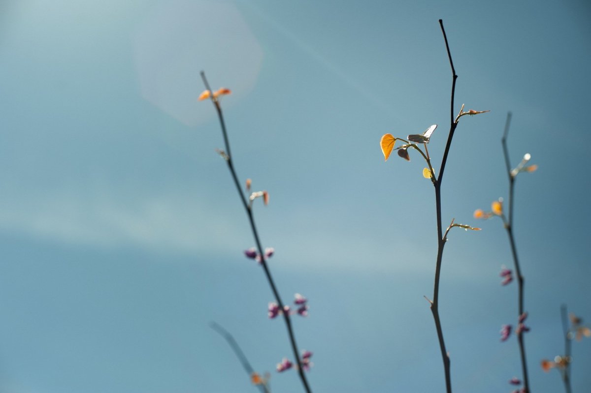 Ветка вишни