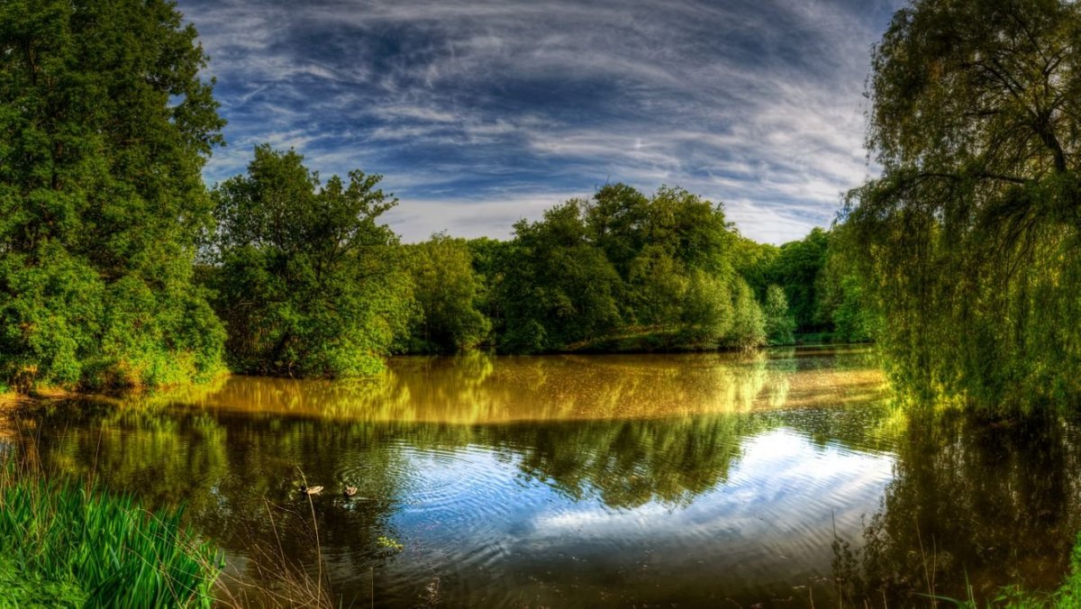 Лето лес река