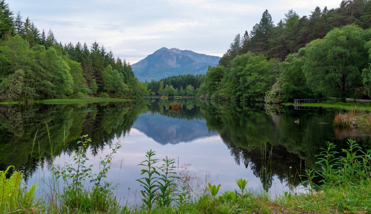 Река в лесу