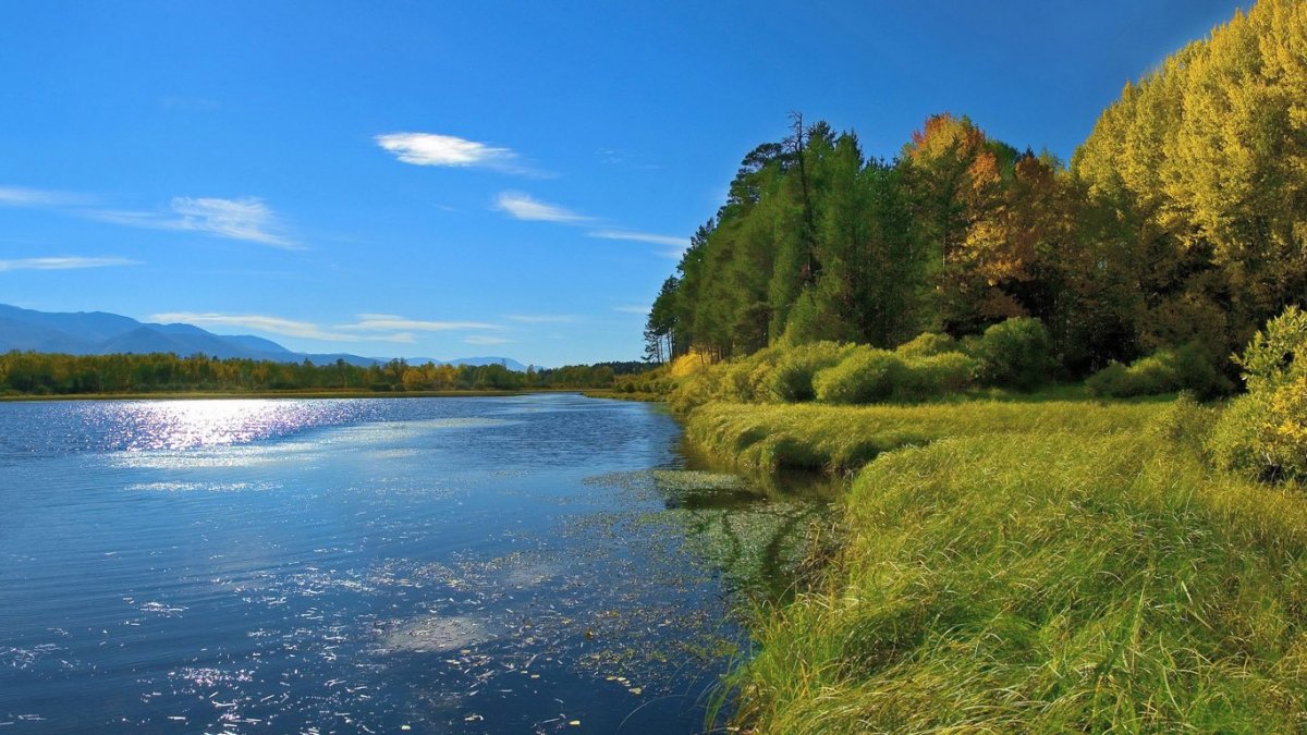 Волга река лес