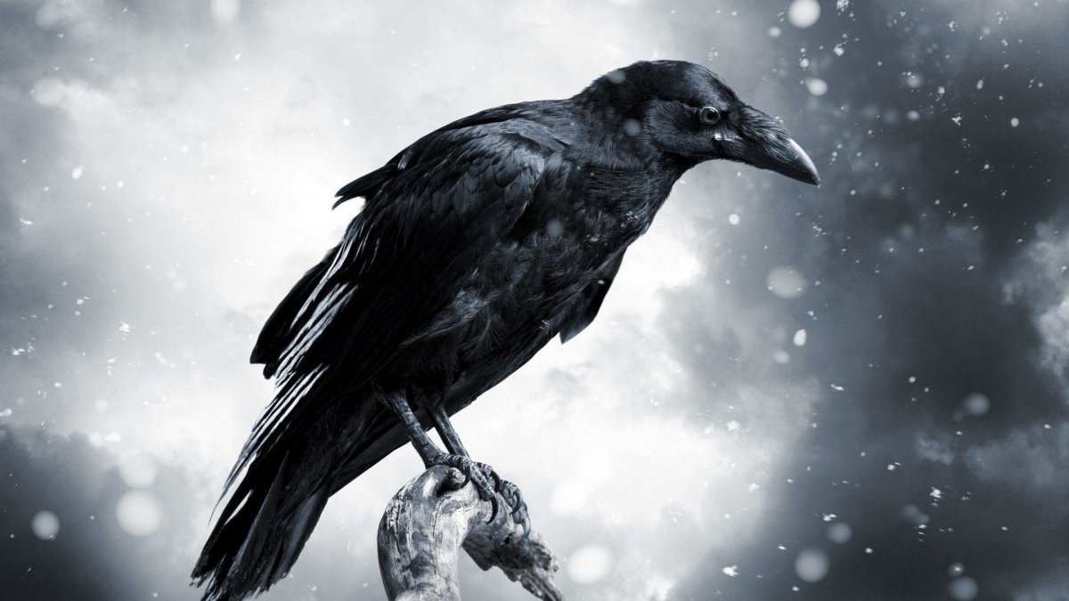 Обои на рабочий стол ворон