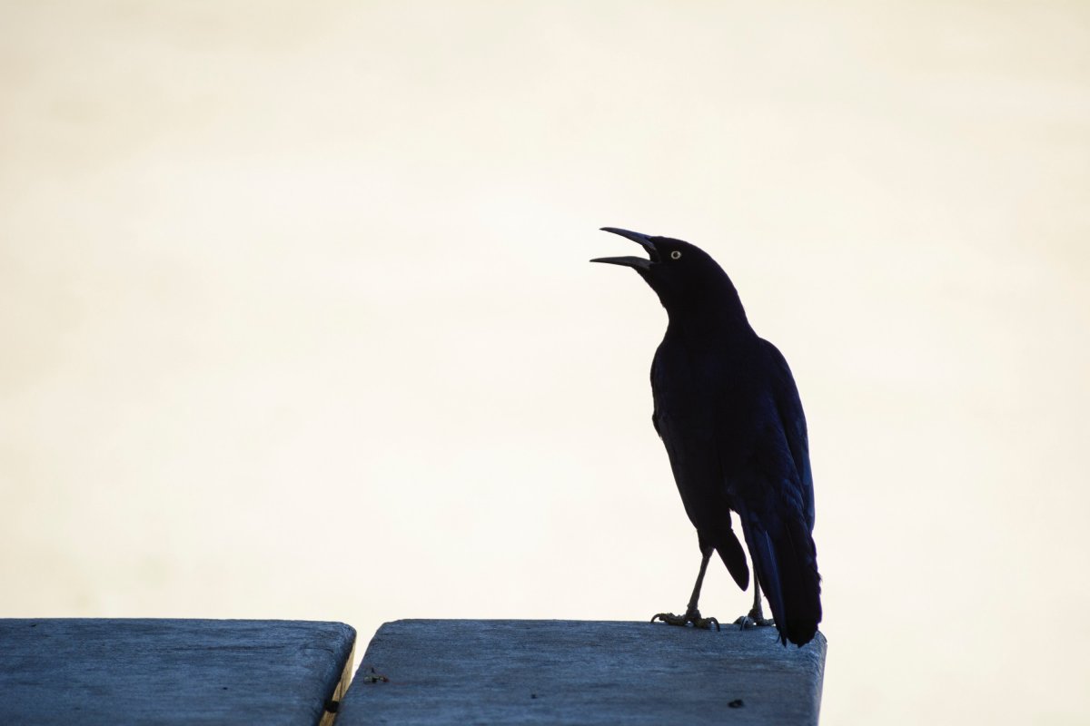 Ворон обои