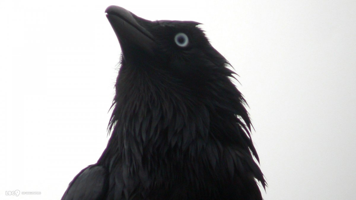 Черный ворон