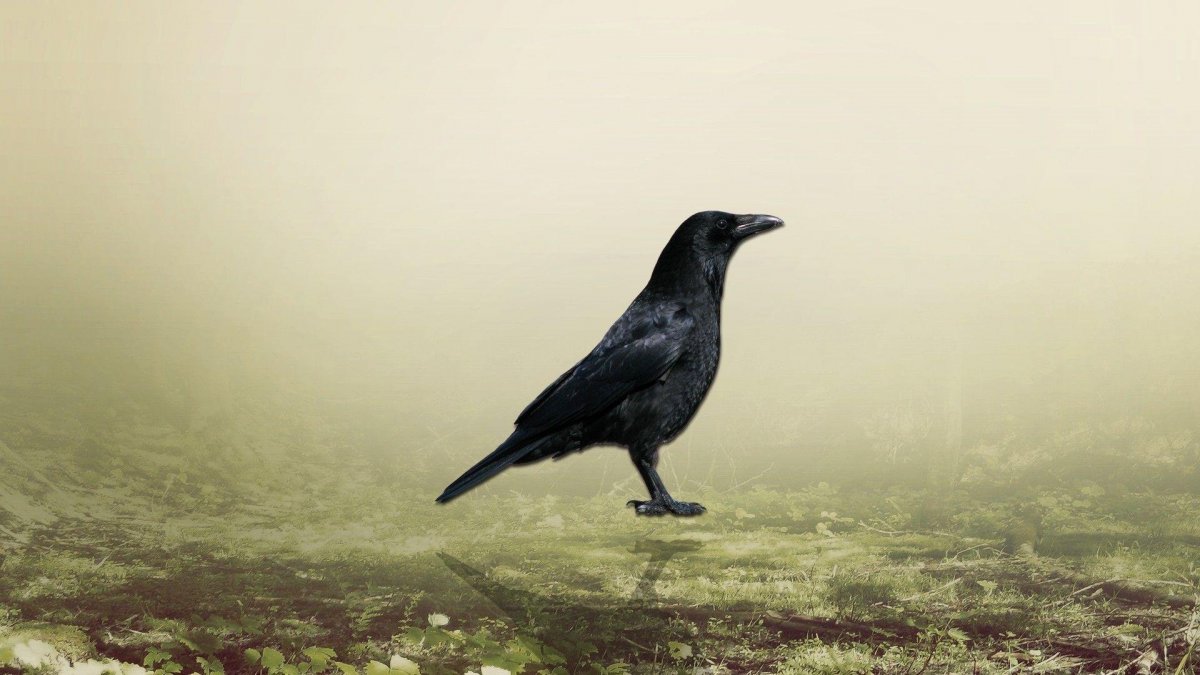 Обои с вороном