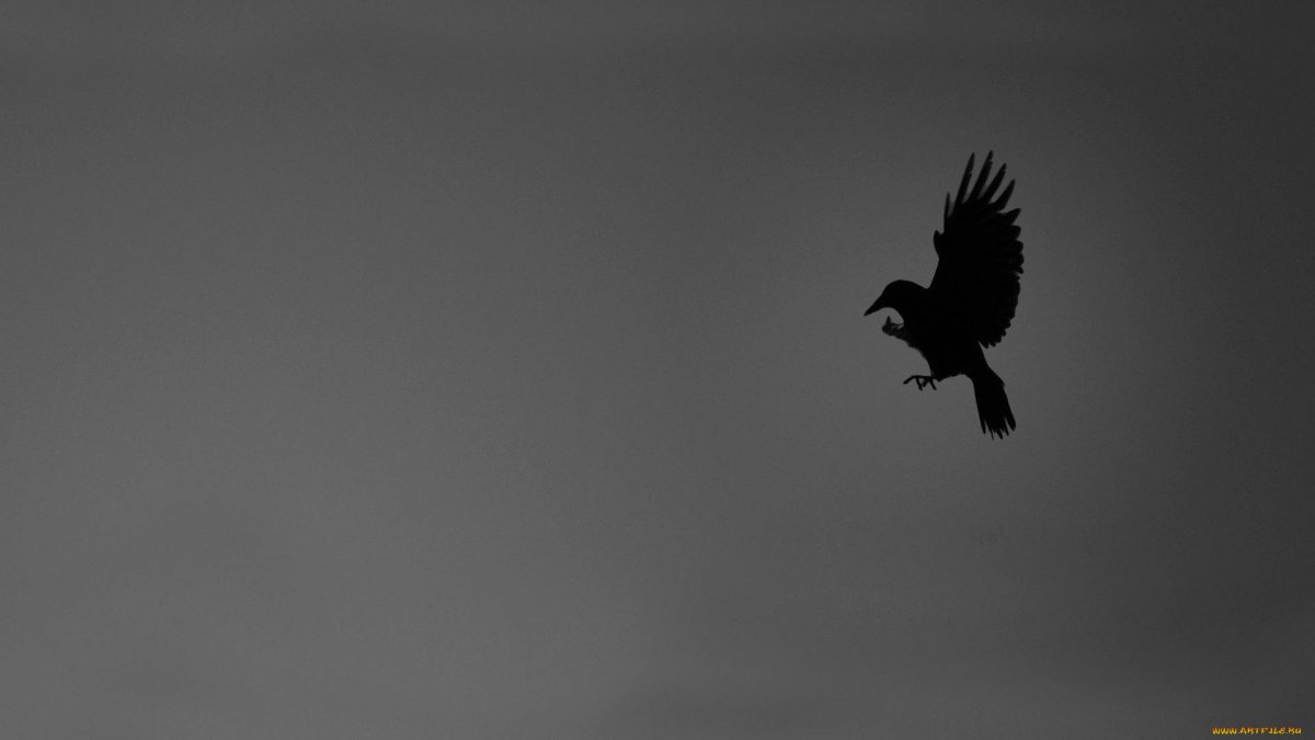 Птица Минимализм