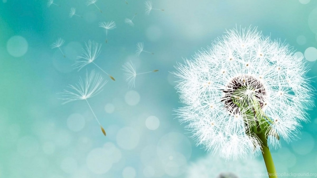 Одуванчики на рабочий стол