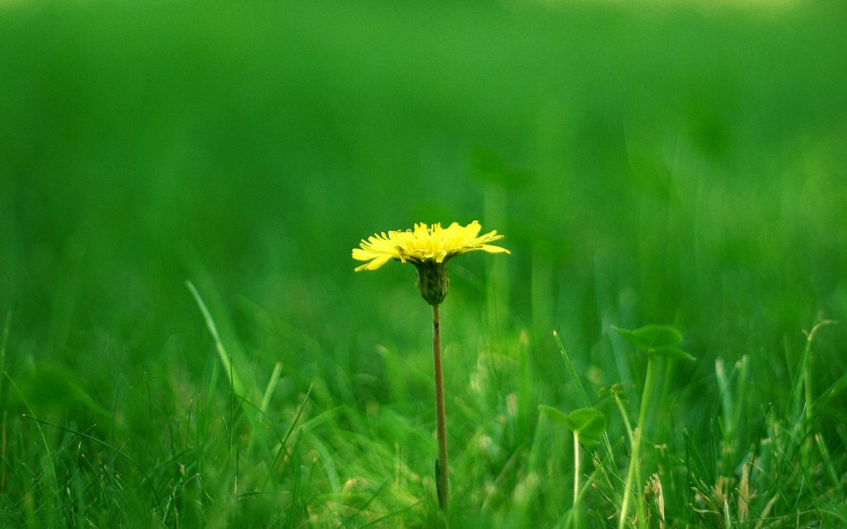 Фотошторы желтые одуванчики