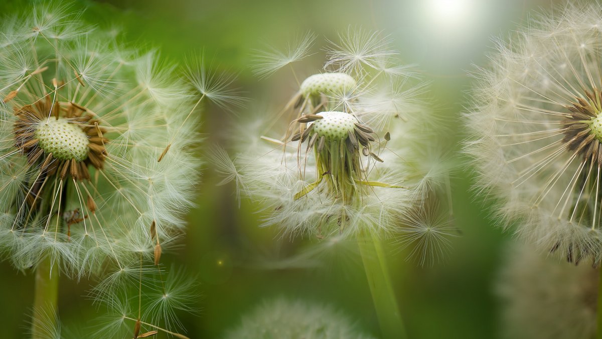 Одуванчик на бирюзовом фоне
