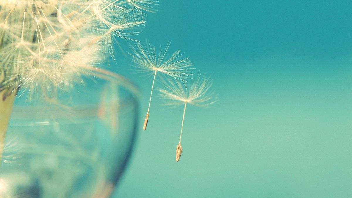 Летние одуванчики