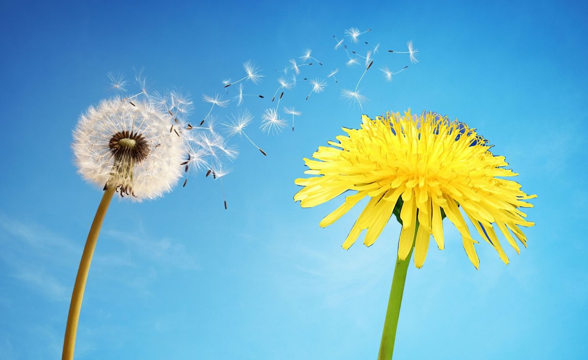 Почему цветы тянутся к солнцу