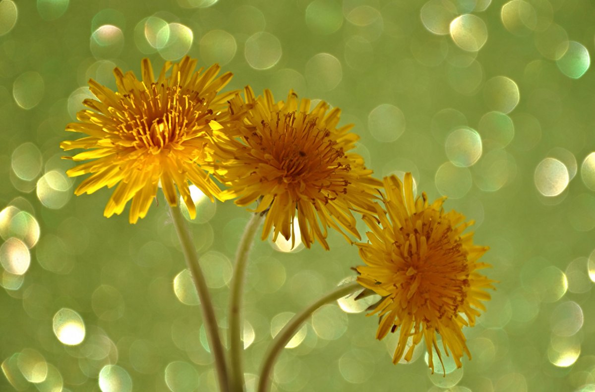 Одуванчики Геншин