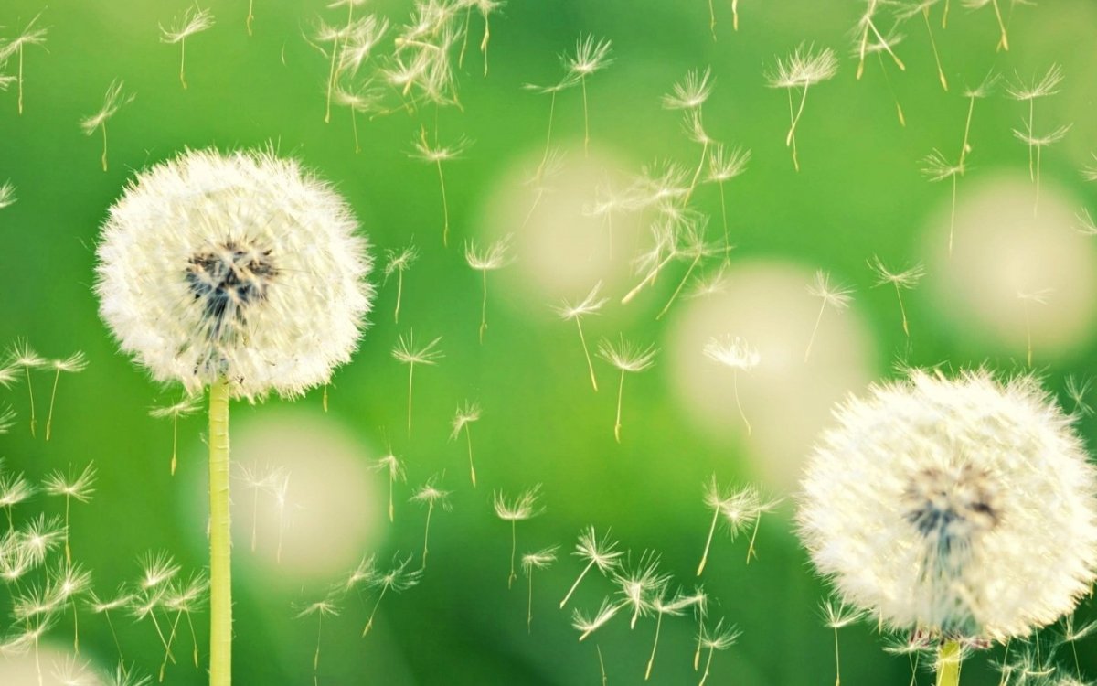 Бабочка на одуванчике