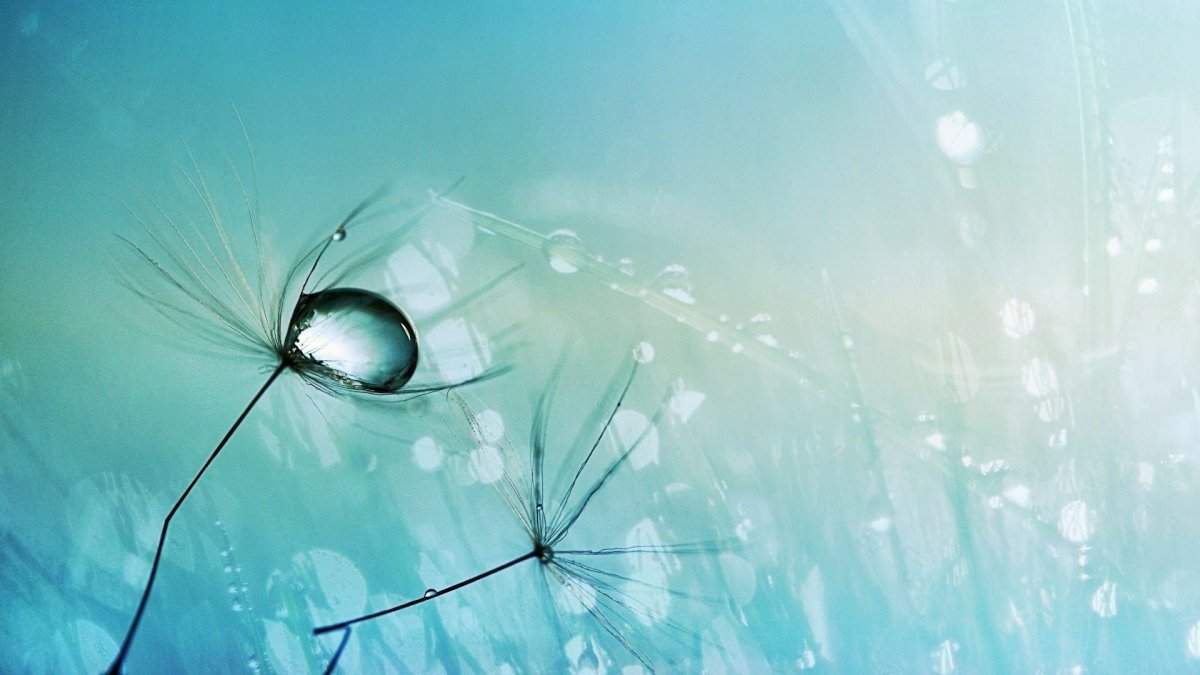 Одуванчик на голубом фоне