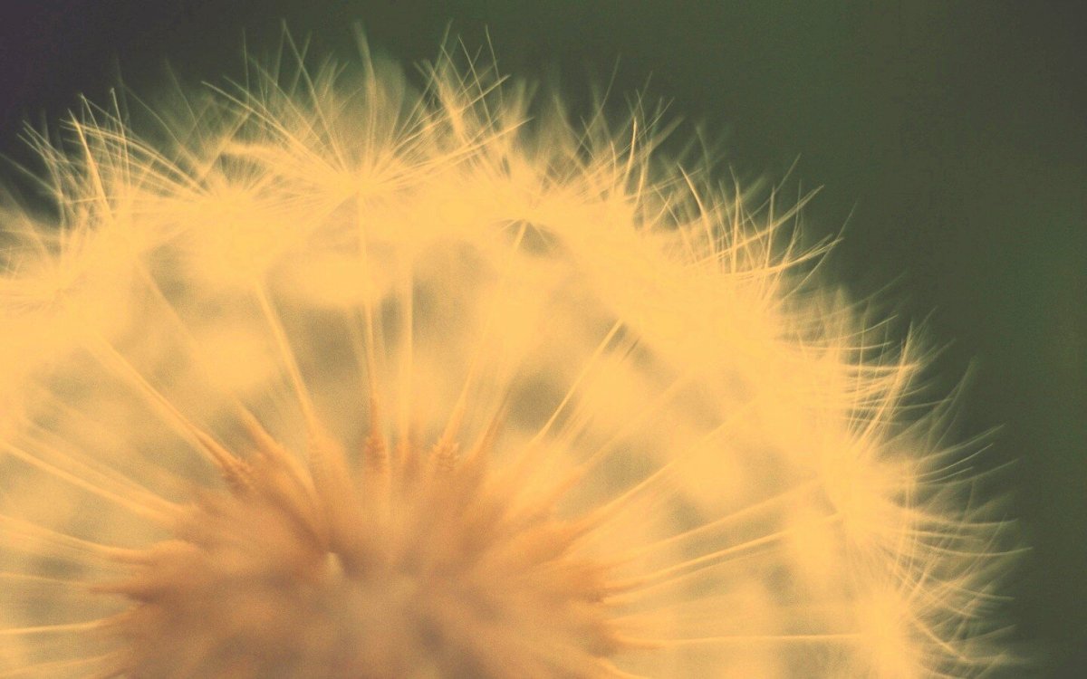 Одуванчик самсунг галакси s3