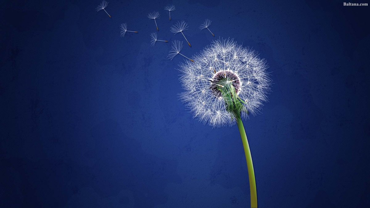 Одуванчик Макросъемка